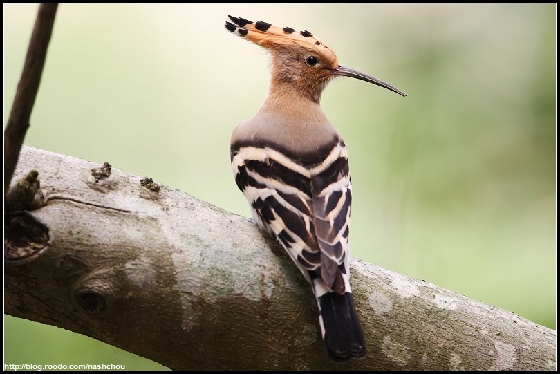 https://sibirders.com/wp-content/uploads/2026/02/hoopoe-nash-chou-fcc.jpg