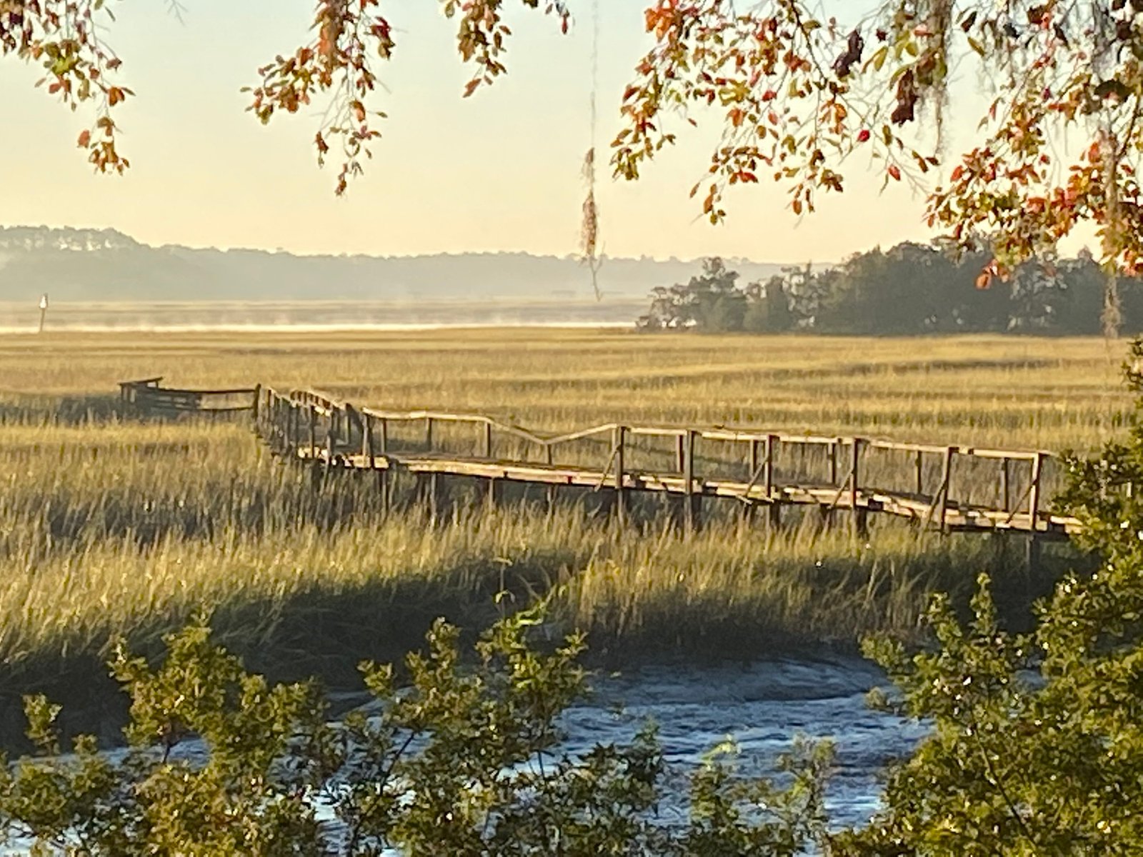 Join SIB:  Beyond our Backyard – College of Charleston’s Stono Preserve
