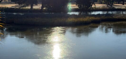 Did you know? How herons, egrets, and ducks stay warm in cold water.