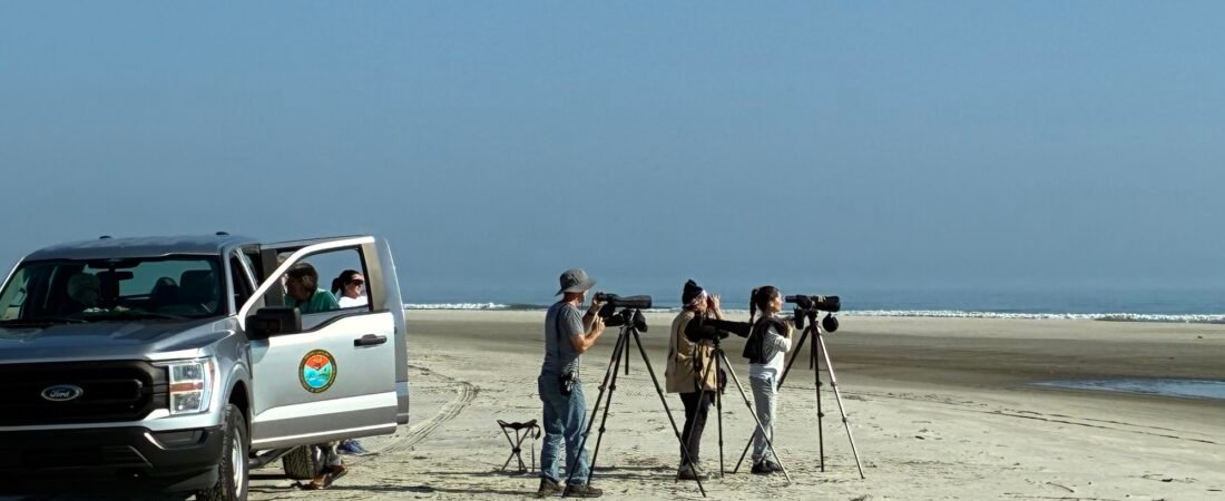 Join SIB: Shorebird Walk on North Beach with Cami Duquet, SCDNR