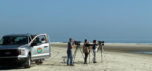 Join SIB:  Shorebird Walk on North Beach with Cami Duquet, SCDNR