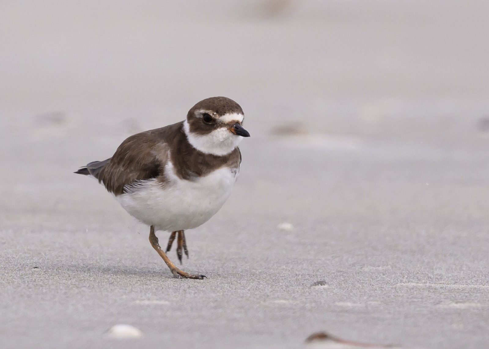 SIB “Bird of the Week” – Semipalmated Plover