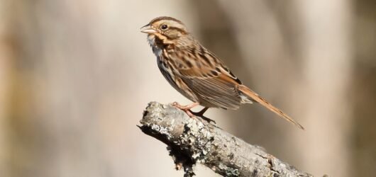SIB Birds of the Week: Sparrows