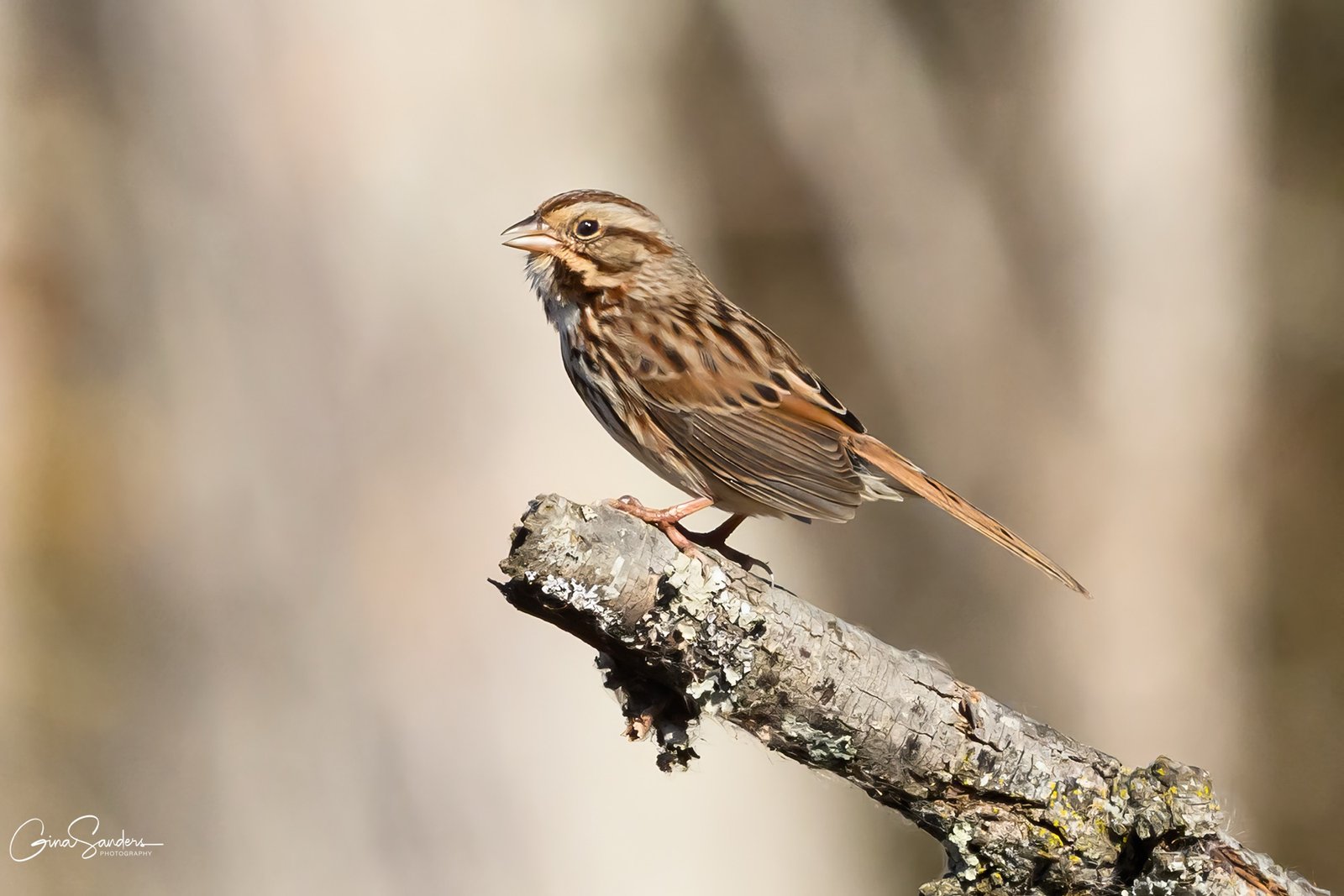 SIB Birds of the Week:  Sparrows