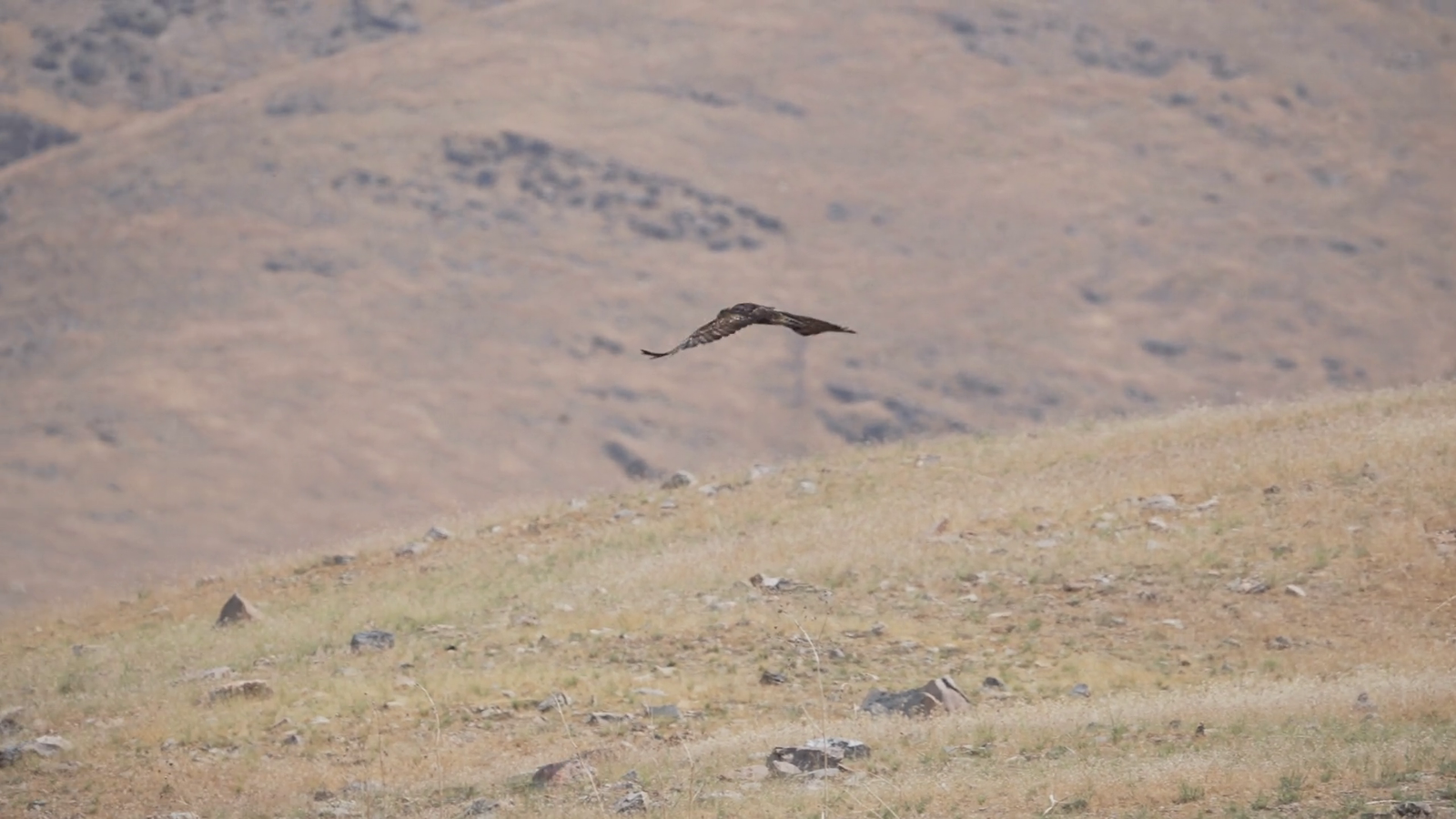 https://sibirders.com/wp-content/uploads/2026/02/videoblocks-goldeneagle_07232024_c5928b_hqfceodfr_thumbnail-1080_12.png