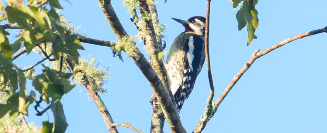 SIB “Bird of the Week” – Yellow-bellied Sapsucker