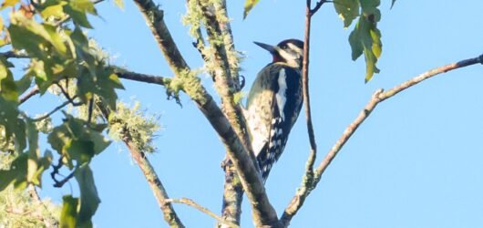 SIB “Bird of the Week” – Yellow-bellied Sapsucker