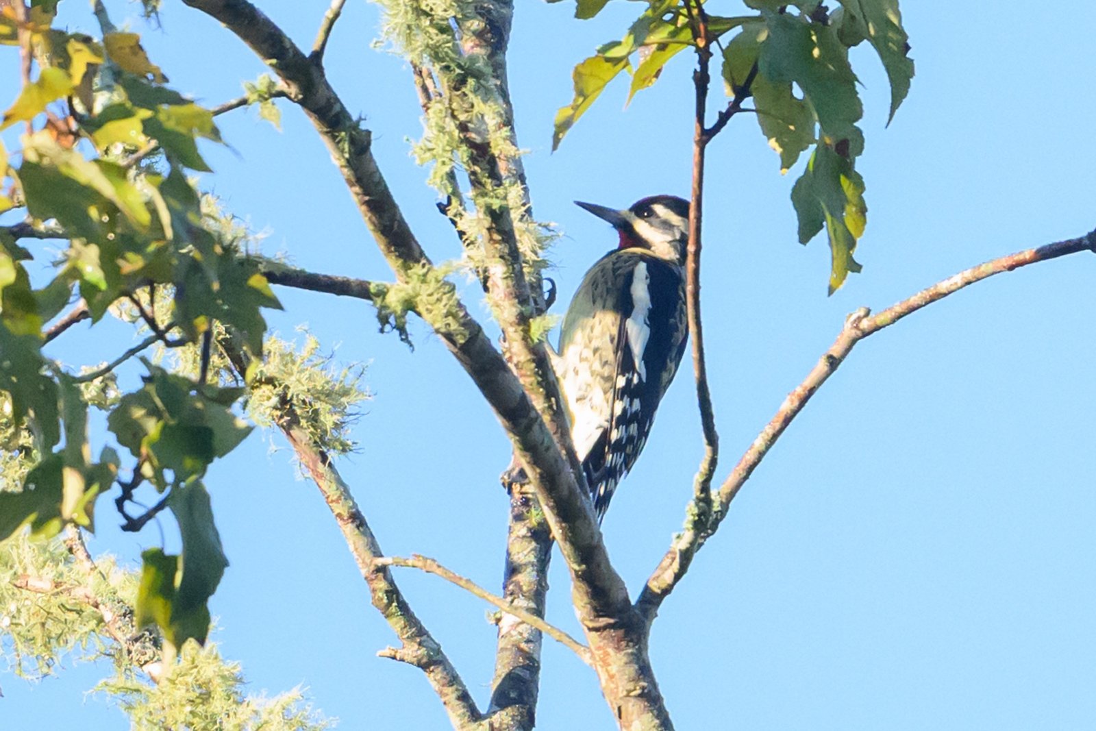 SIB “Bird of the Week” – Yellow-bellied Sapsucker