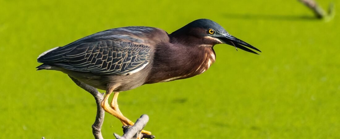 SIB “Bird of the Week” – Green Heron