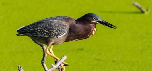 SIB “Bird of the Week” – Green Heron