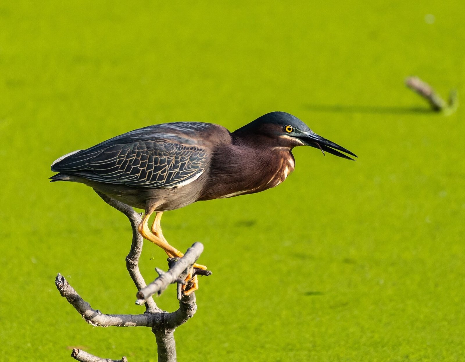 SIB “Bird of the Week” – Green Heron