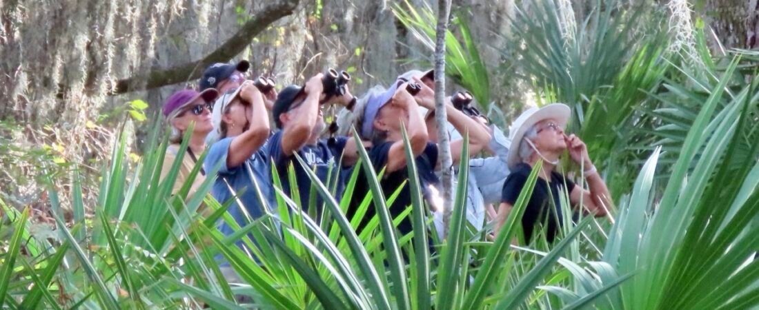 Rare Birds in South Carolina – Are There More Rare Birds Now? More Birders? Sparrows, Shorebirds, Seabirds, and Songbirds – Bird Every Bird!