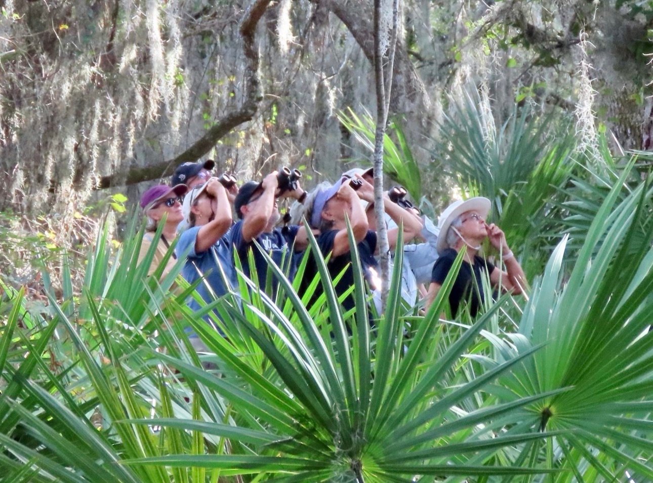 Rare Birds in South Carolina – Are There More Rare Birds Now? More Birders? Sparrows, Shorebirds, Seabirds, and Songbirds – Bird Every Bird!