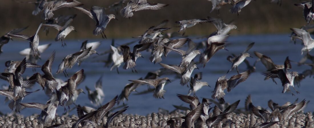 Red Knot Tracking Update 5: 2025 Wrap-Up