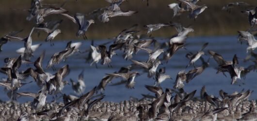 Red Knot Tracking Update 5: 2025 Wrap-Up