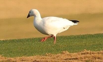 Rare Birds in South Carolina – Are There More Now, or Does It Seem Like There Are More Rare Birds Than in Previous Years? If So, Why?