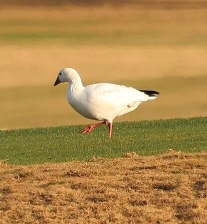 Rare Birds in South Carolina – Are There More Now, or Does It Seem Like There Are More Rare Birds Than in Previous Years?  If So, Why?
