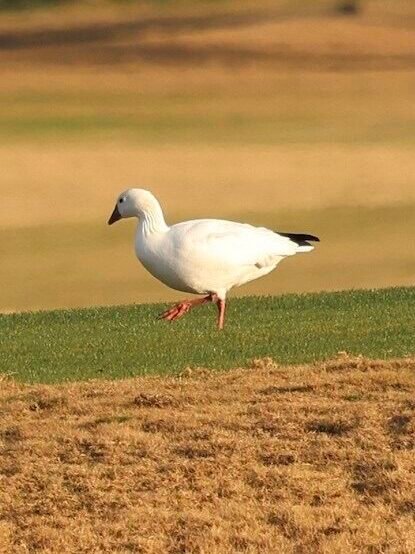 Rare Birds in South Carolina – Are There More Now, or Does It Seem Like There Are More Rare Birds Than in Previous Years?  If So, Why?