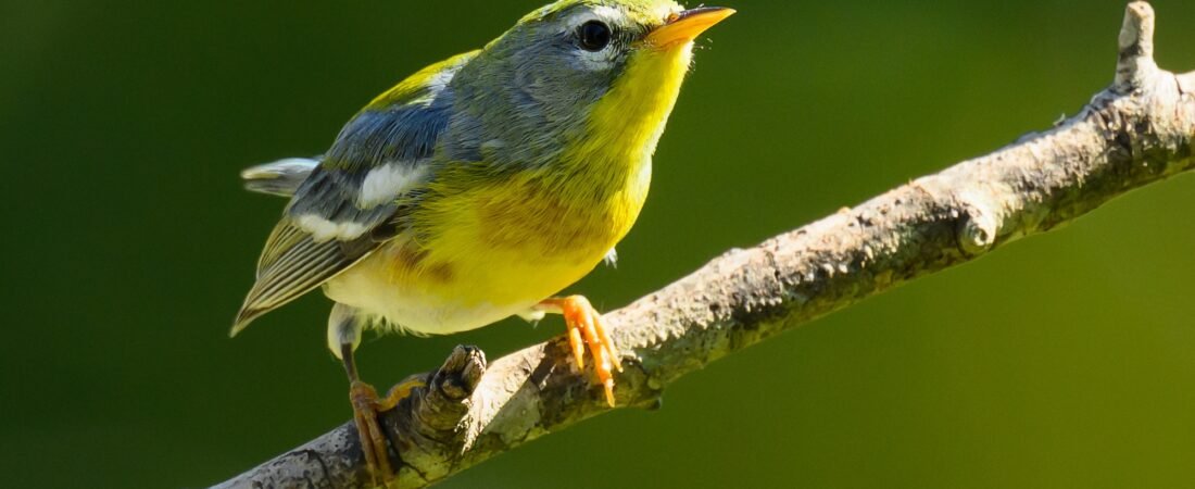 SIB “Bird of the Week” – Northern Parula