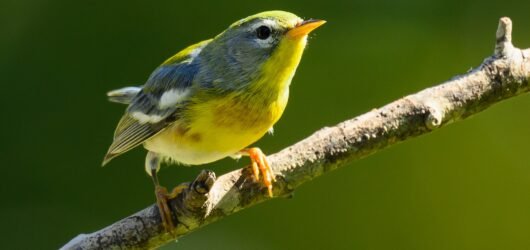 SIB “Bird of the Week” – Northern Parula