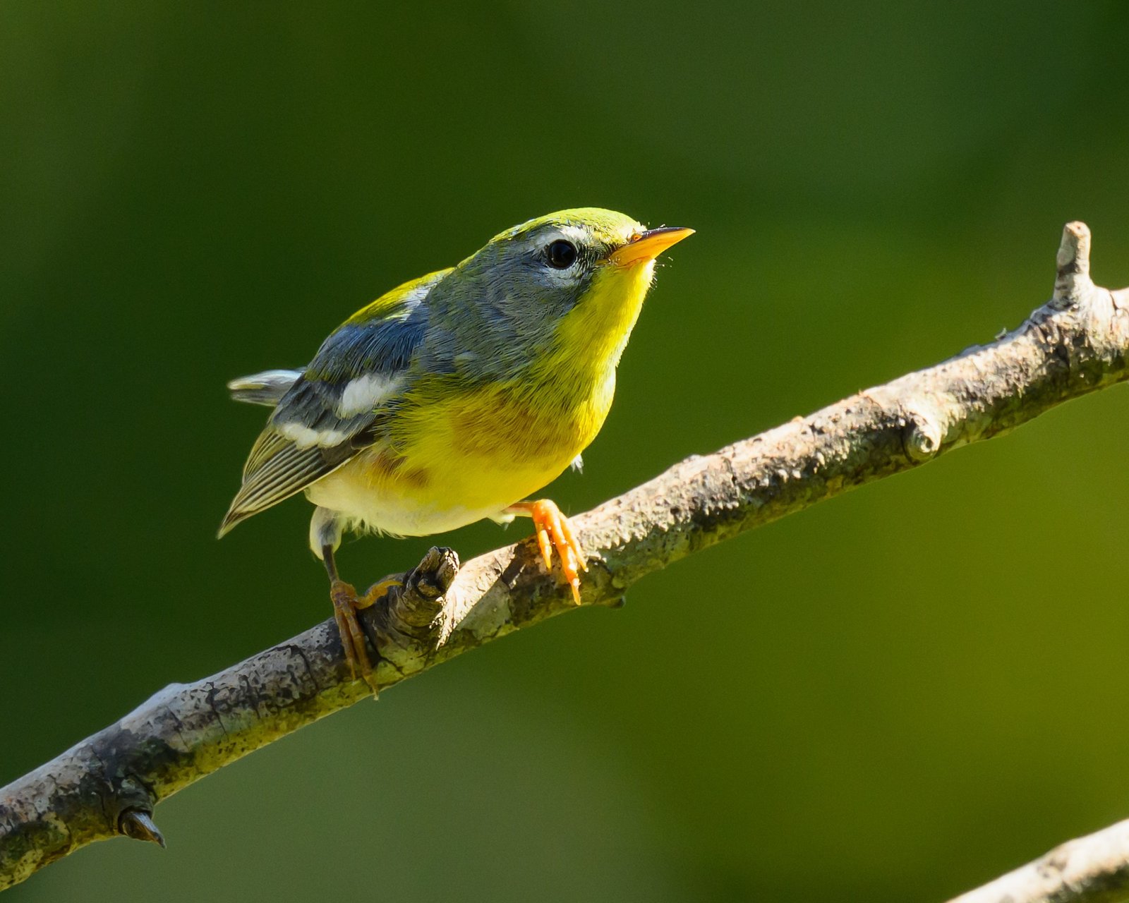 SIB “Bird of the Week” – Northern Parula