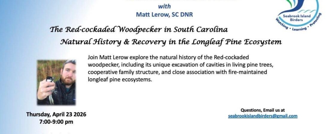 Recording of Matt Lerow Presentation on     Red-cockaded Woodpecker Now Available