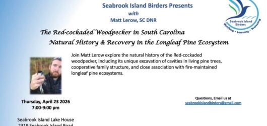 Recording of Matt Lerow Presentation on     Red-cockaded Woodpecker Now Available