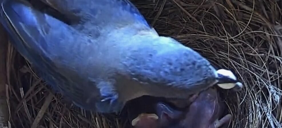 Did you know: How do birds keep nests clean