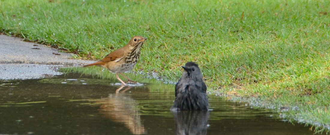 Birds love our water