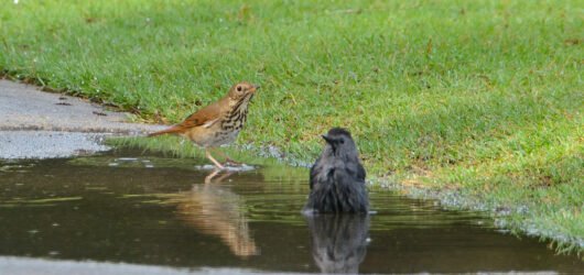 Birds love our water