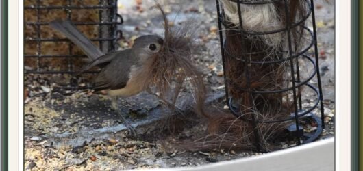 Did you know: You can help birds with nesting material