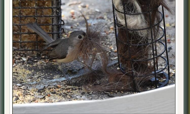 Did you know: You can help birds with nesting material