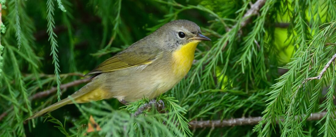 SIB “Bird of the Week” – Common Yellowthroat