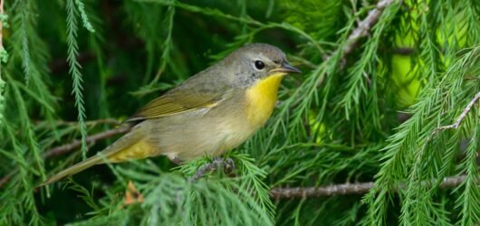 SIB “Bird of the Week” – Common Yellowthroat