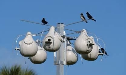 Join SIB: Learning Together – Purple Martins at the Equestrian Center