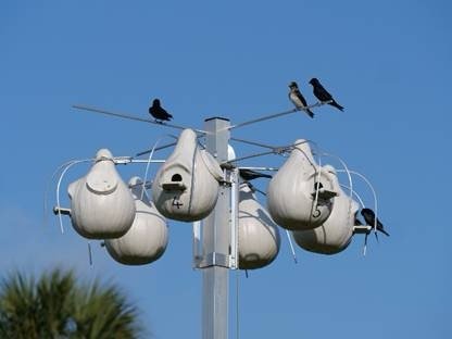 Join SIB:  Learning Together – Purple Martins at the Equestrian Center