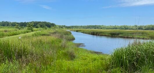 Join SIB – Beyond our Backyard – Caw Caw County Park