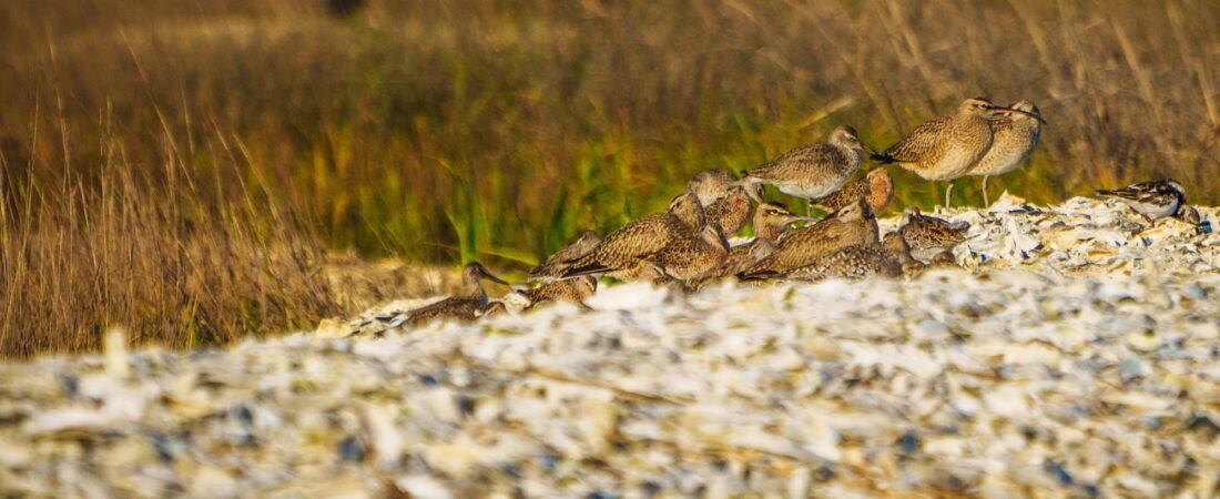 Did you know?  Some birds have a “home away from home.”