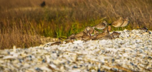 Did you know?  Some birds have a “home away from home.”