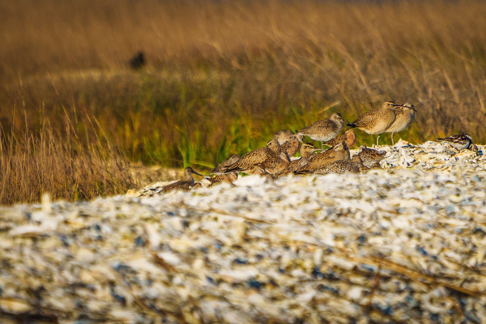 Did you know?  Some birds have a “home away from home.”