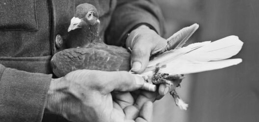 Memorial Day: Honoring the Carrier Pigeon