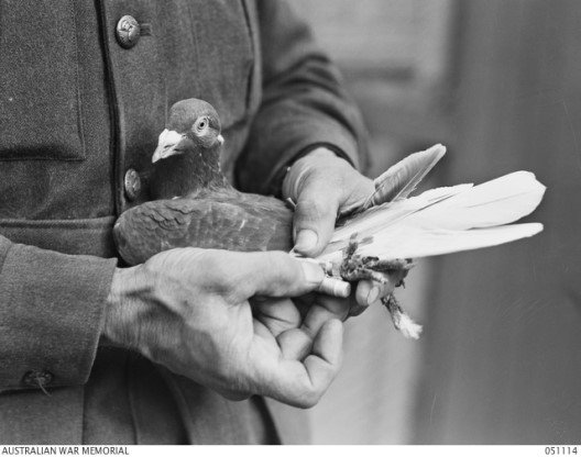 Memorial Day:  Honoring the Carrier Pigeon