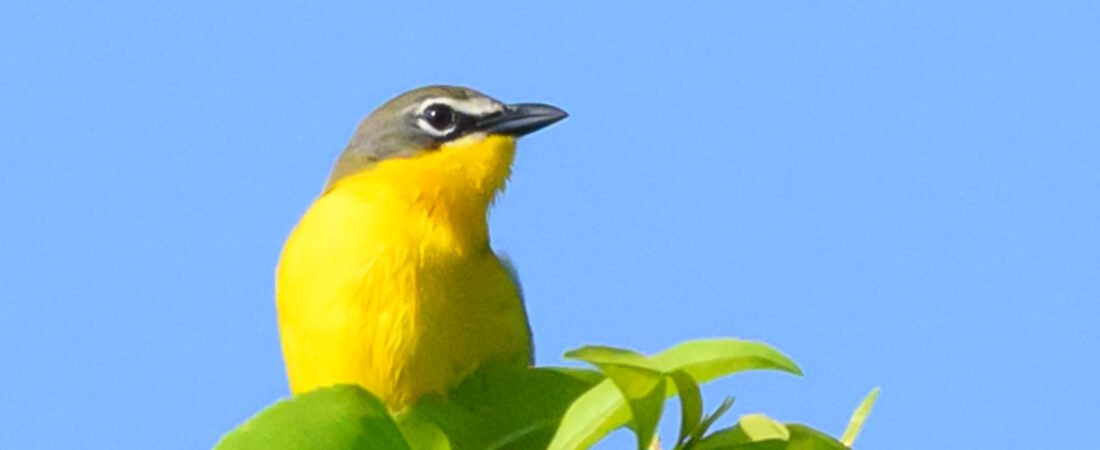 SIB “Bird of the Week” – Yellow-breasted Chat