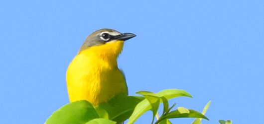 SIB “Bird of the Week” – Yellow-breasted Chat