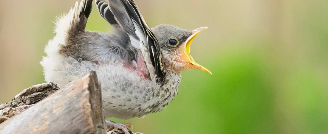 Did you know: Being a baby bird is tough