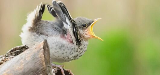 Did you know: Being a baby bird is tough