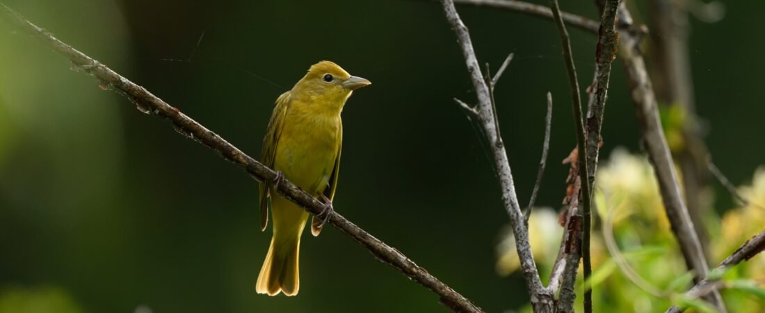 SIB “Bird of the Week” – Summer Tanager