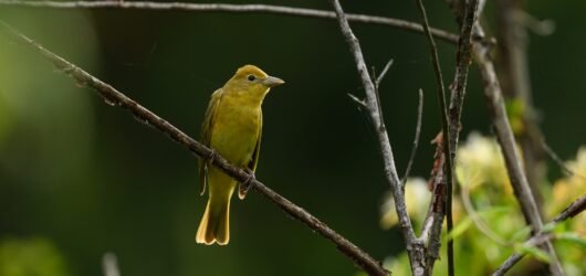 SIB “Bird of the Week” – Summer Tanager
