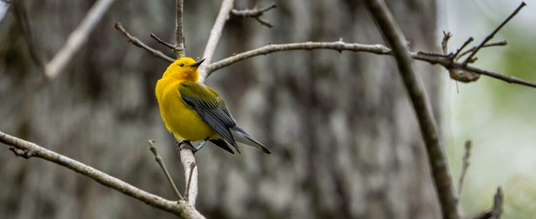 SIB “Bird of the Week” – Prothonotary Warbler