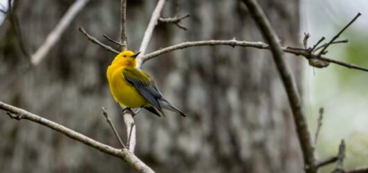 SIB “Bird of the Week” – Prothonotary Warbler